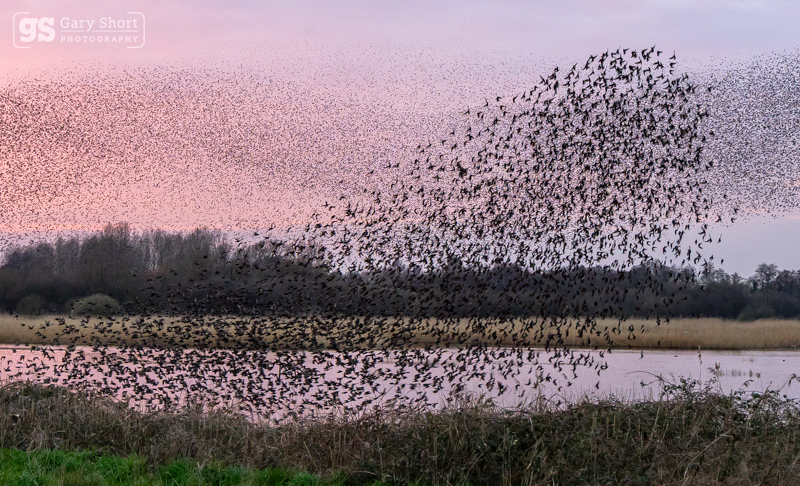 Starling Murmurations, Avalon Marshes_GS1124 - Latest images
