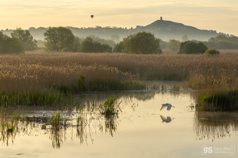 Dawn flights, Avalon Marshes - Latest images