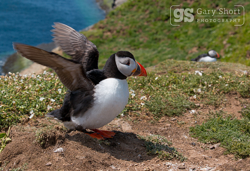 Puffins, Skomer Island - Skomer Island and Puffins