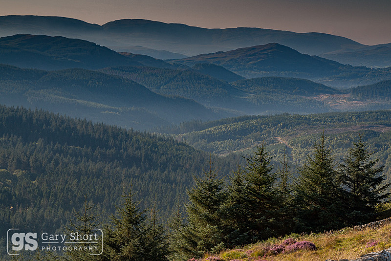 Coed y Brenin Forest, dawn - Snowdonia images