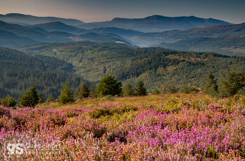 Heather in bloom, Coed y Brenin - Snowdonia images