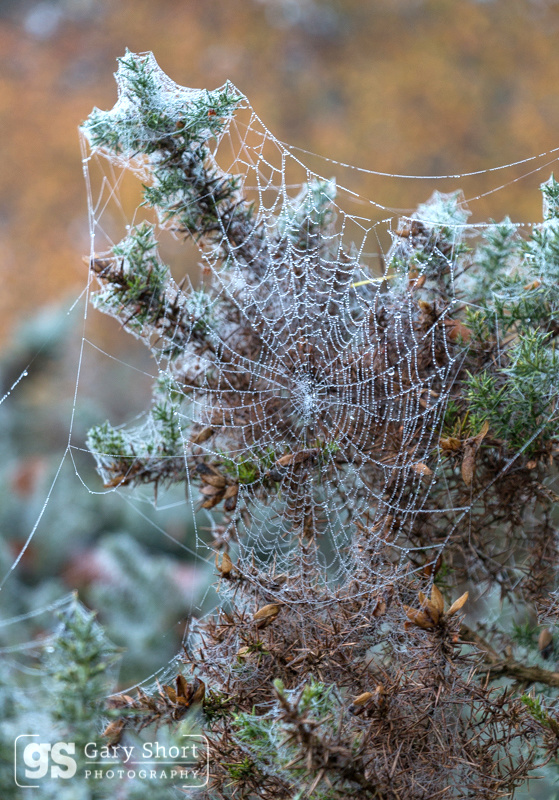 Cobweb on gorse - Snowdonia images