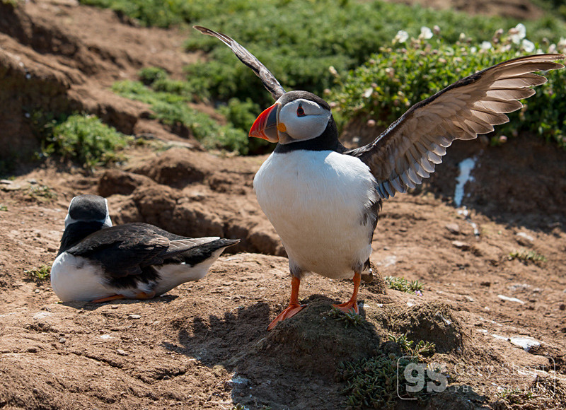 Puffins, Skomer Island - Skomer Island and Puffins