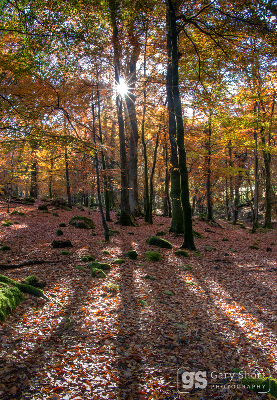 Sun-kissed woods, Snowdonia - Snowdonia images