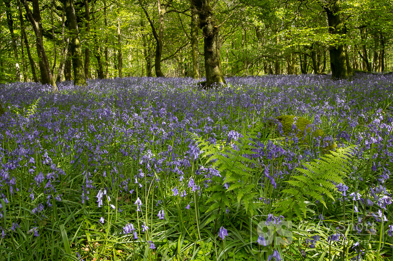 Bluebell wood, Snowdonia - Snowdonia images