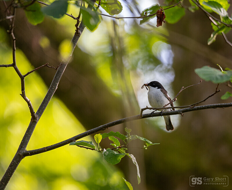 Pied Flycatcher - male - Wildlife & Nature images