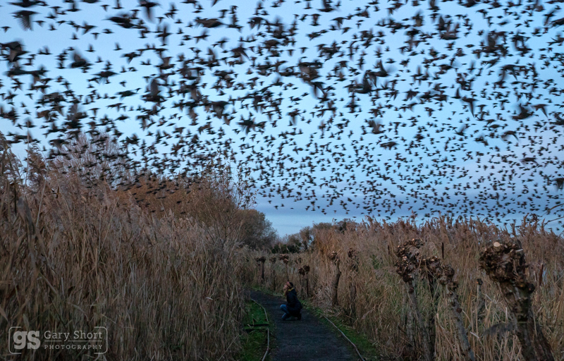 Below the spectacle - Somerset Levels