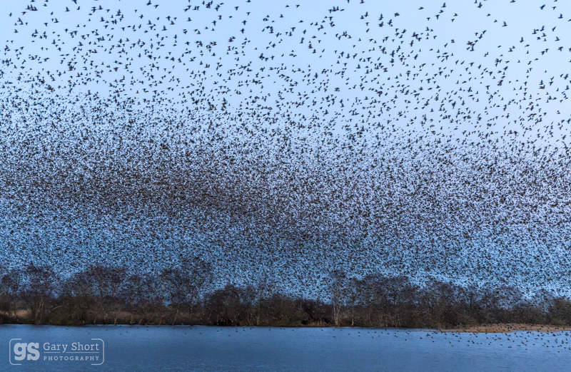 Starling Murmurations, Avalon Marshes_GS1114 - Latest images