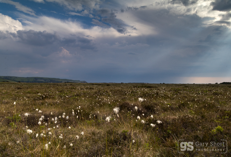 Cors Fochno (Borth Bog) - Mid & South Wales images
