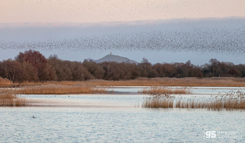 Starlings, Glastonbury Tor - Somerset Levels