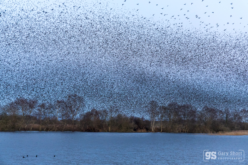 Starling Murmurations, Avalon Marshes_GS1112 - Latest images