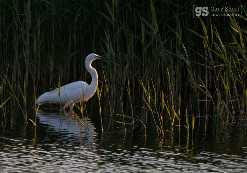 Great White Egret, Somerset Levels - Wildlife & Nature images