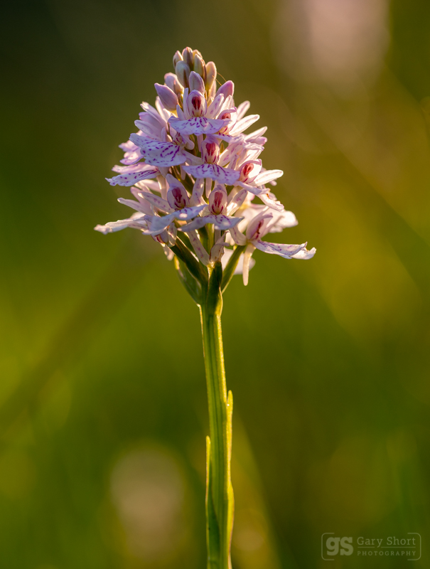 Heath Spotted-orchid - Wildlife & Nature images