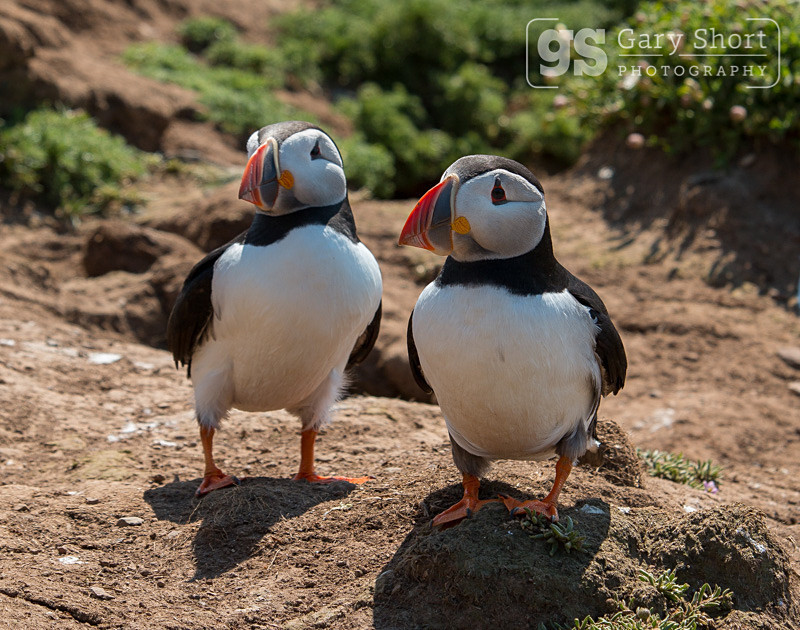Puffins, Skomer Island - Skomer Island and Puffins