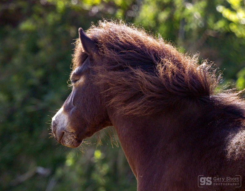 Exmoor pony - Exmoor National Park