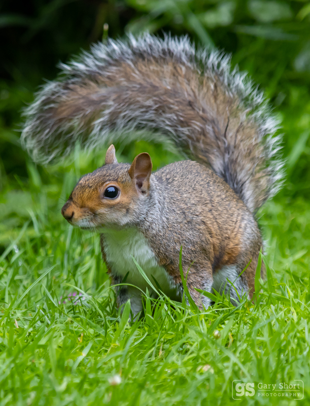 Grey Squirrel - Wildlife & Nature images