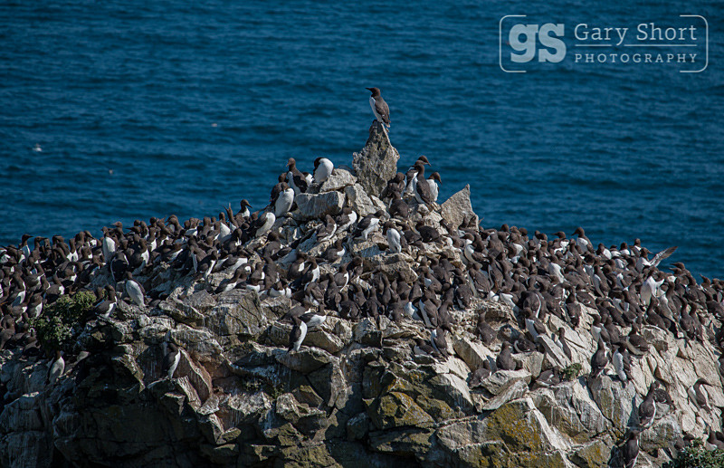 Guillemots - Pembrokeshire