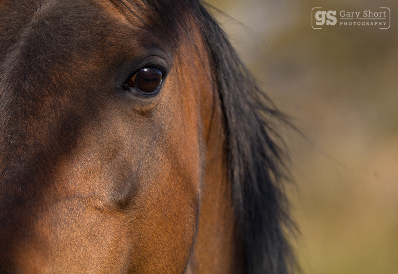 Stallion eyes - Wildlife & Nature images