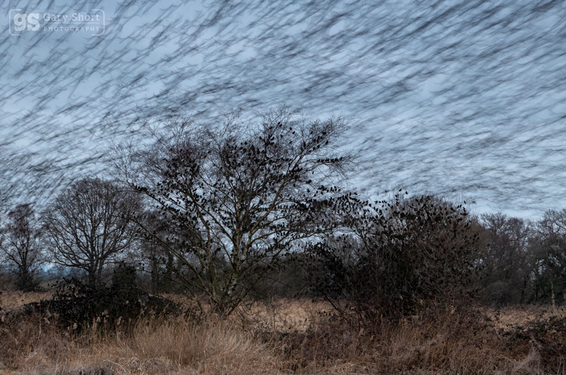 Starling roost, Shapwick Heath - Latest images