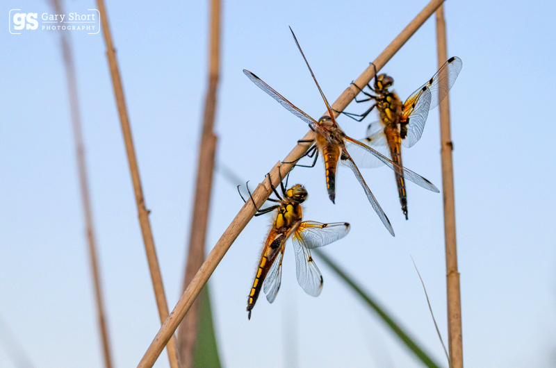 Four Spotted Chasers - Latest images