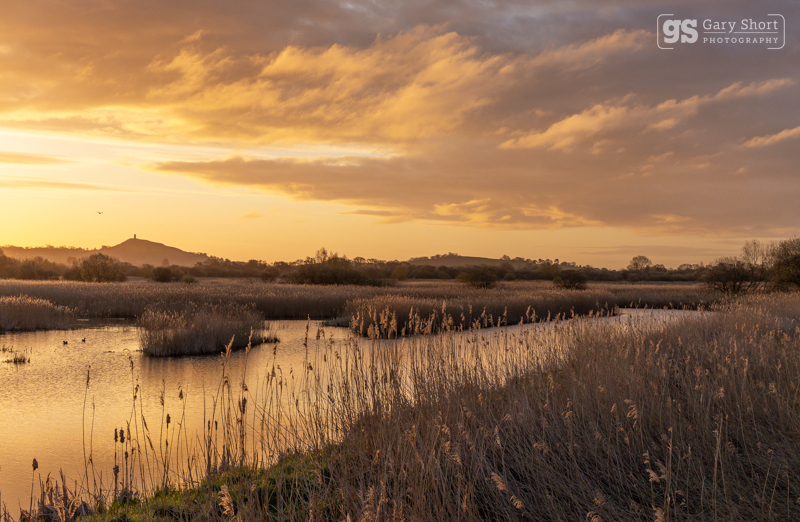 Morning light, Avalon Marshes - Latest images