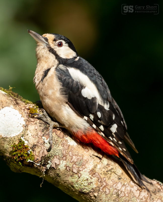 Great Spotted Woodpecker - Wildlife & Nature images