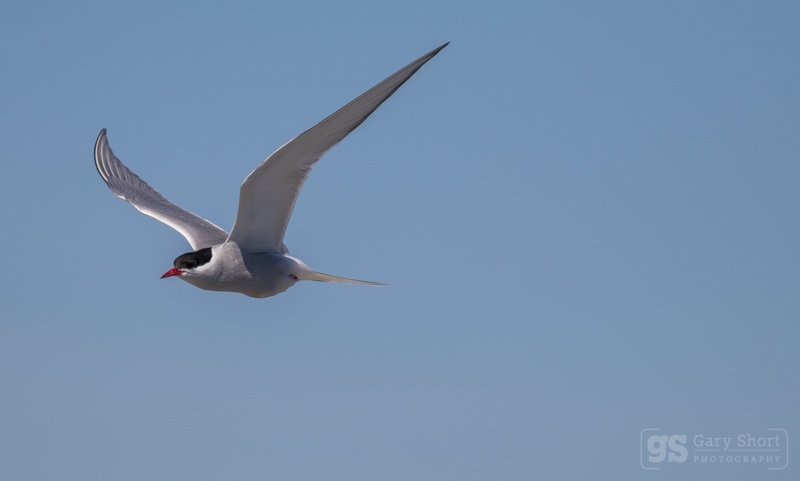 Arctic Tern flight_GS706 - Wildlife & Nature images
