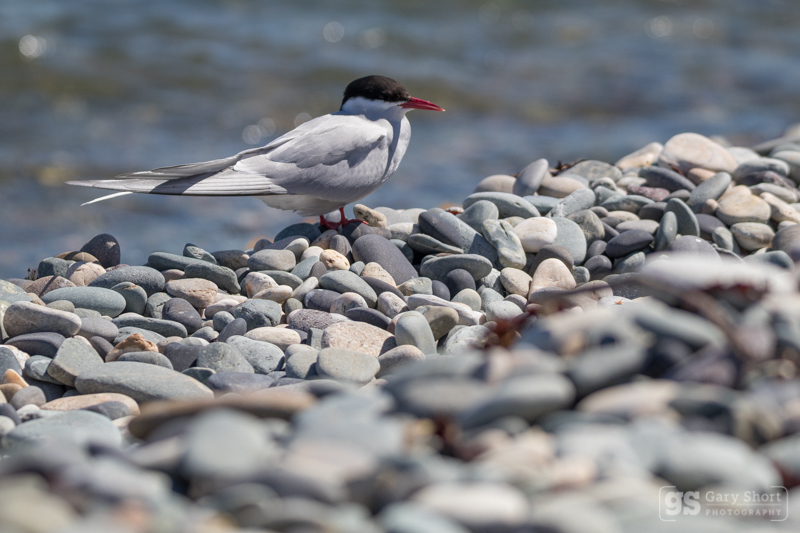 Arctic Tern - Wildlife & Nature images