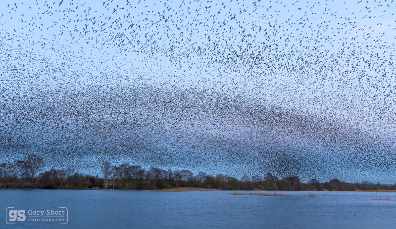 Starling Murmurations, Avalon Marshes_GS1116 - Latest images