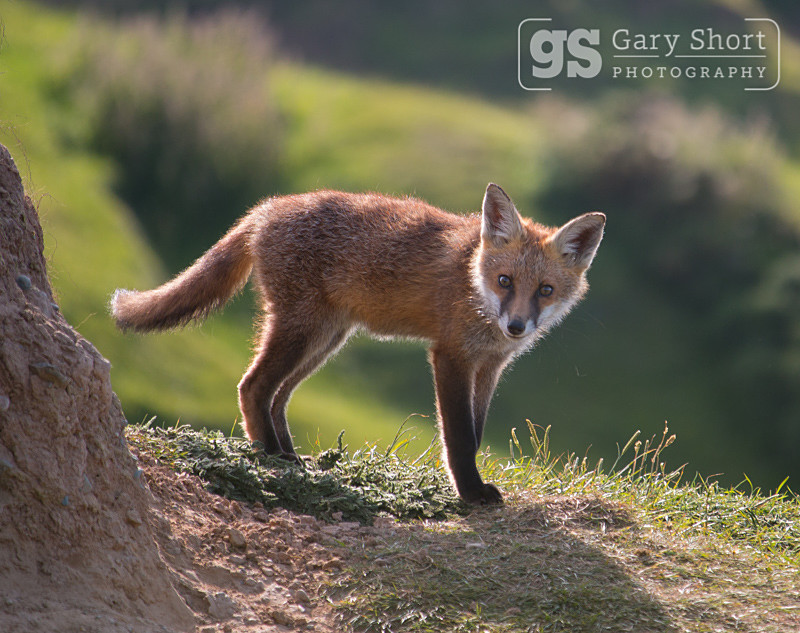 Fox cub - Wildlife & Nature images