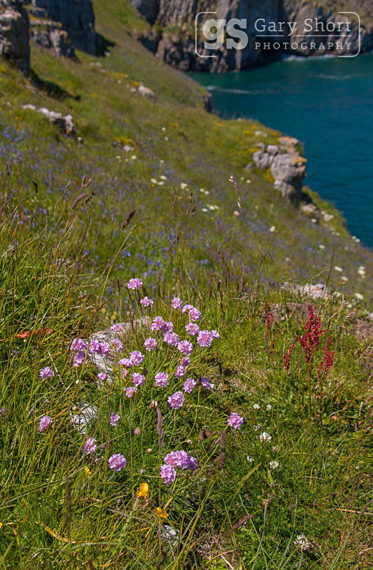 Sea Thrift, Stackpole Head - Pembrokeshire