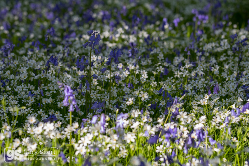 Greater Stitchwort & Bluebells_GS554 - Wildlife & Nature images