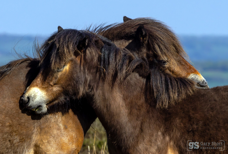 Exmoor ponies - Exmoor National Park