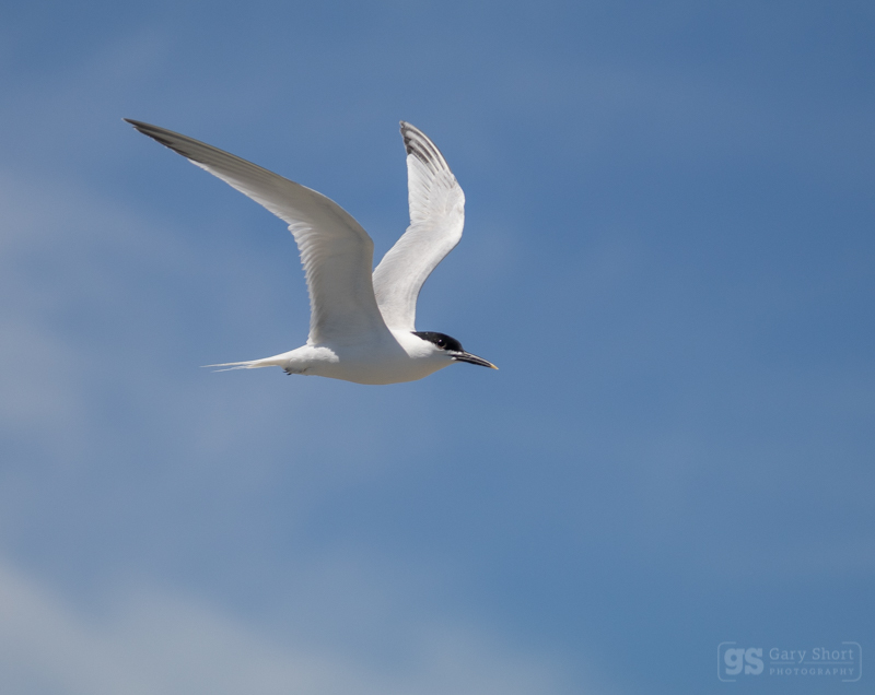 Sandwich Tern in flight - Wildlife & Nature images