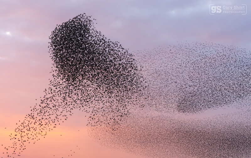 Starling Murmurations, Avalon Marshes_GS1121 - Latest images