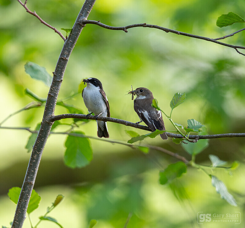 Pied Flycatchers - Wildlife & Nature images