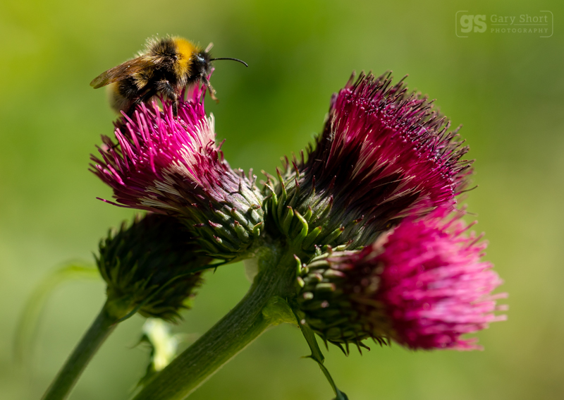 Bumble Bee on Thistle - Wildlife & Nature images