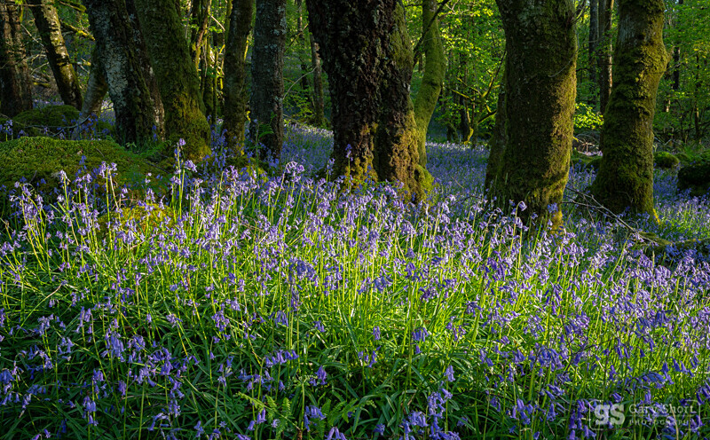 Bluebell woodland - Wildlife & Nature images