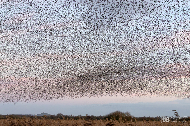 Starling Murmurations, Avalon Marshes_GS1099 - Latest images