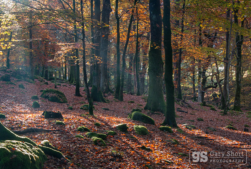 Autumn shades near Dolgellau - Snowdonia images