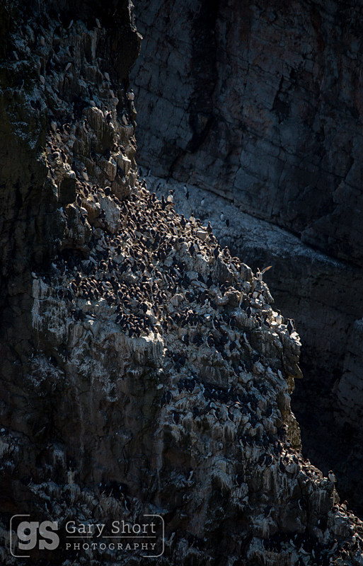 Guillemots at Elegug Stacks - Pembrokeshire