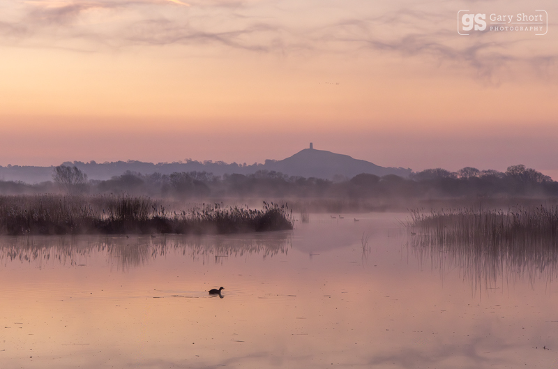 Dawn, Avalon Marshes - Latest images