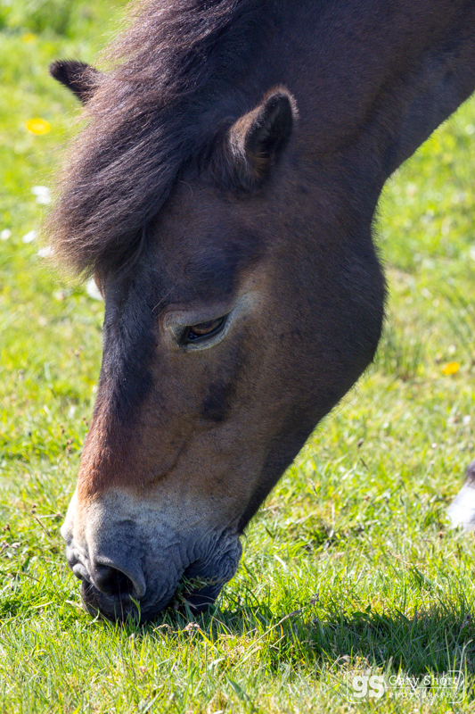 Exmoor pony - Exmoor National Park