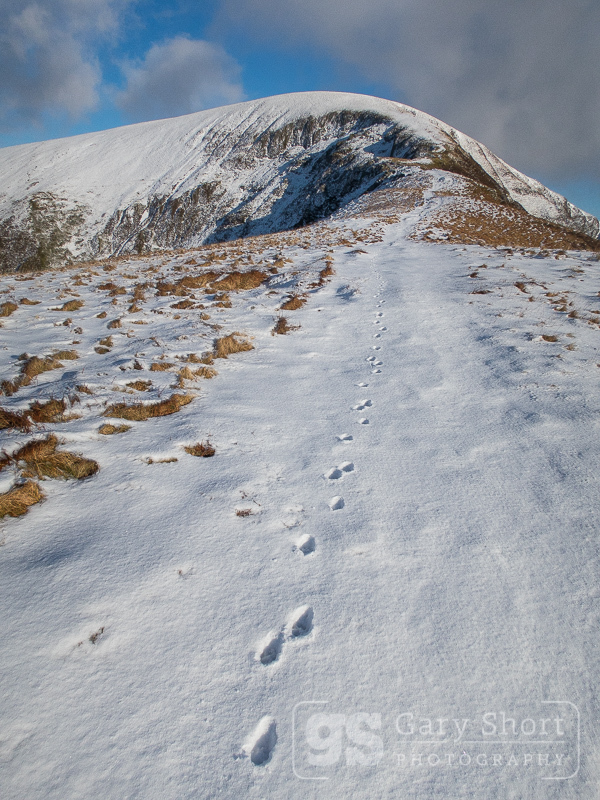 Prints in the snow, Nantlle Ridge - Snowdonia images