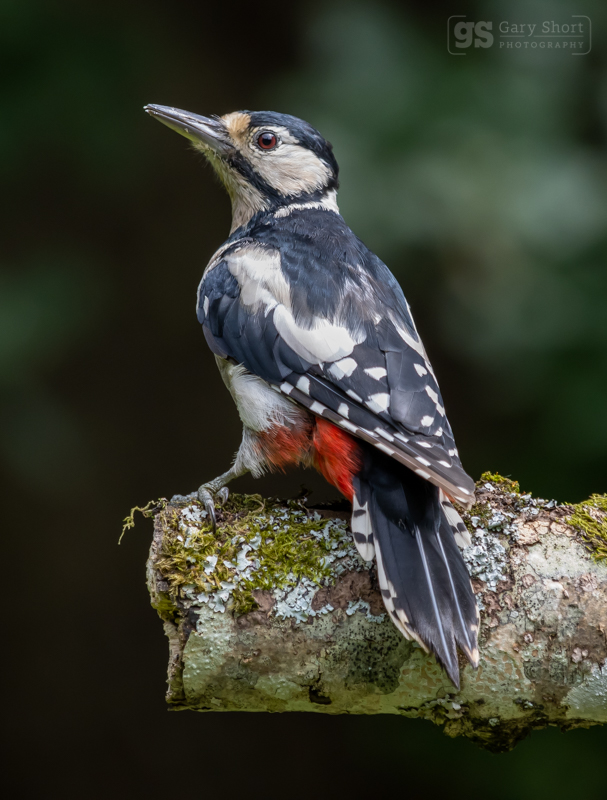 Great Spotted Woodpecker - Wildlife & Nature images