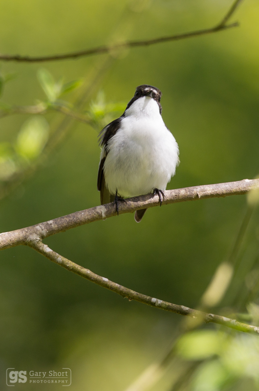 Pied Flycatcher - Wildlife & Nature images