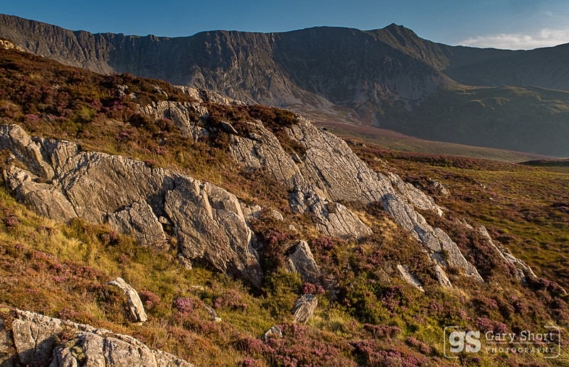 Heather in bloom, Cadair Idris - Cadair Idris