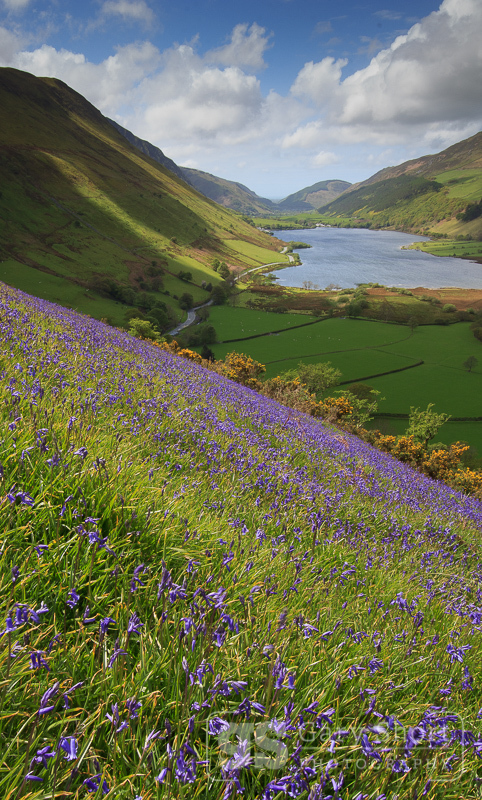Bluebells above Tal-y-llyn - Snowdonia images
