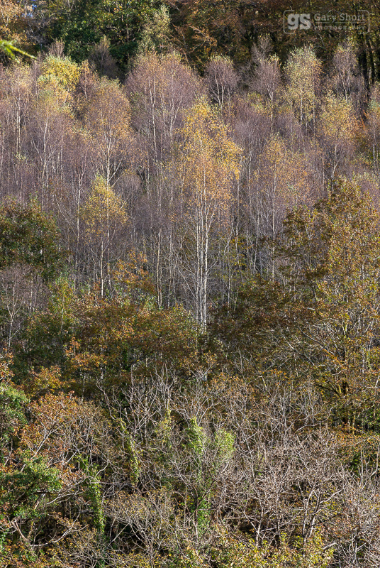 Birch, Coed y Brenin - Snowdonia images