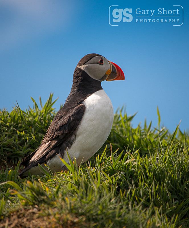 Puffin - Skomer Island and Puffins